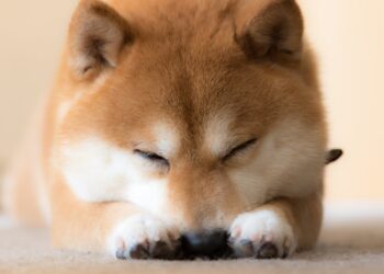 3 Stocks to Buy to Escape the Dogecoin Doldrums